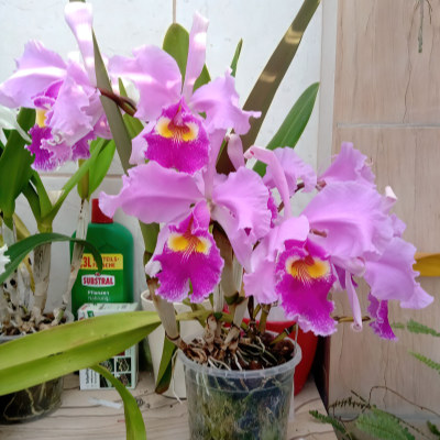 Cattleya warscewiczii