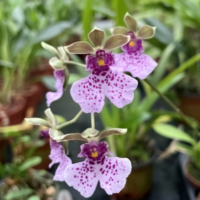 Caucea sanguinolenta