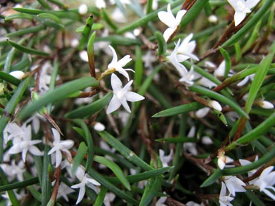 Ceratostylis philippinensis