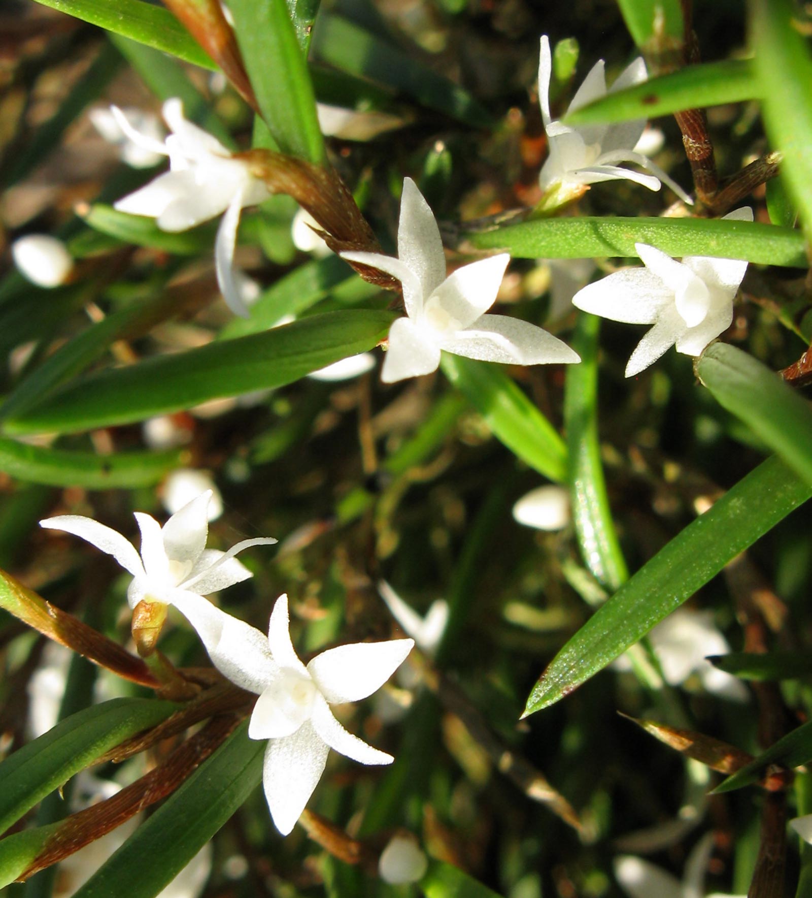 Ceratostylis philippinensis