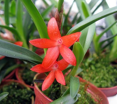 Ceratostylis rubra (retisquama)