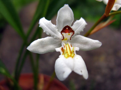 Chelonistele maximae-reginae