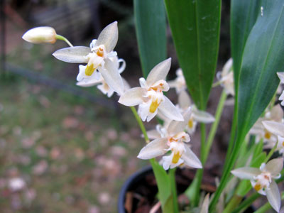 Chelonistele sulphurea