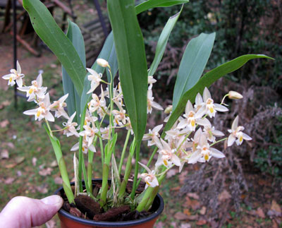 Chelonistele sulphurea