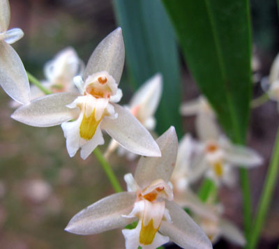 Chelonistele sulphurea