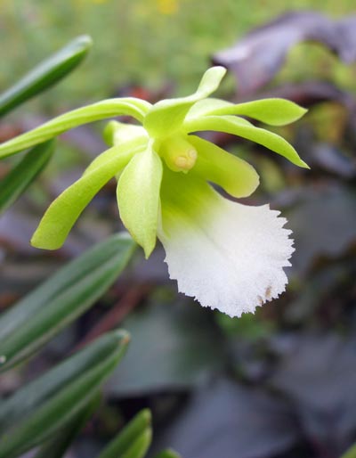 Christensonia vietnamenica