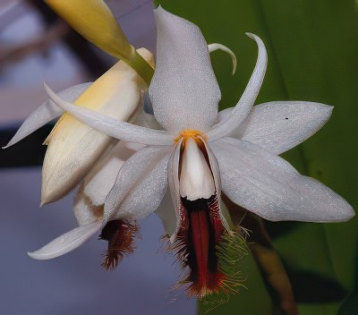 Coelogyne barbata