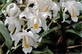 Coelogyne cristata