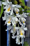 Coelogyne cristata