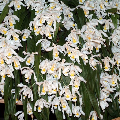 Coelogyne cristata