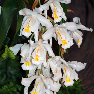 Coelogyne cristata