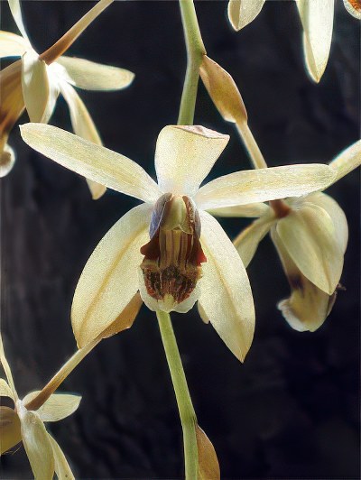 Coelogyne dayana