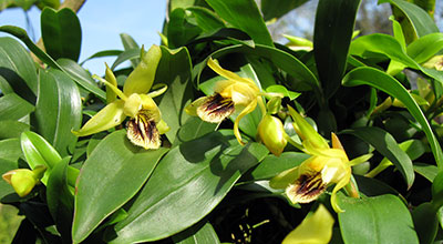 Coelogyne fimbriata