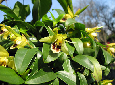 Coelogyne fimbriata