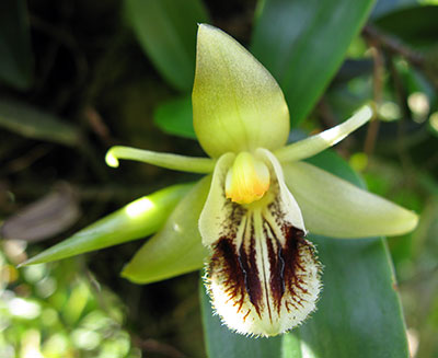 Coelogyne fimbriata