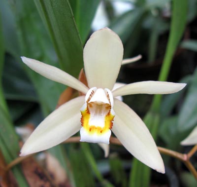 Coelogyne flaccida