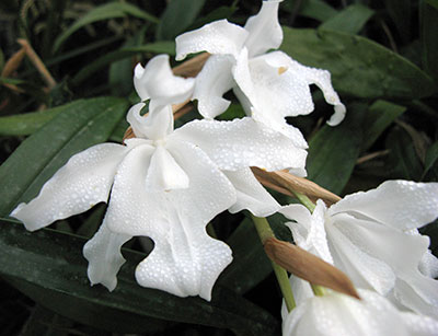 Coelogyne hololeuca