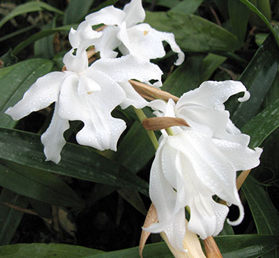Coelogyne hololeuca