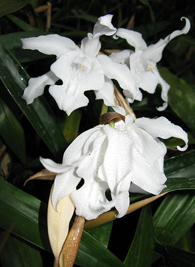 Coelogyne hololeuca