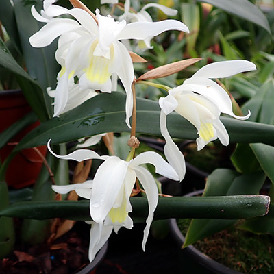 Coelogyne Intermedia