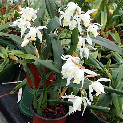 Coelogyne Intermedia