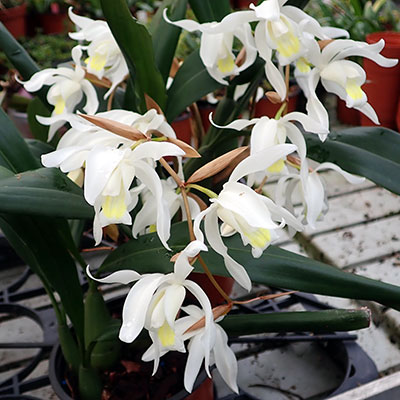 Coelogyne Intermedia