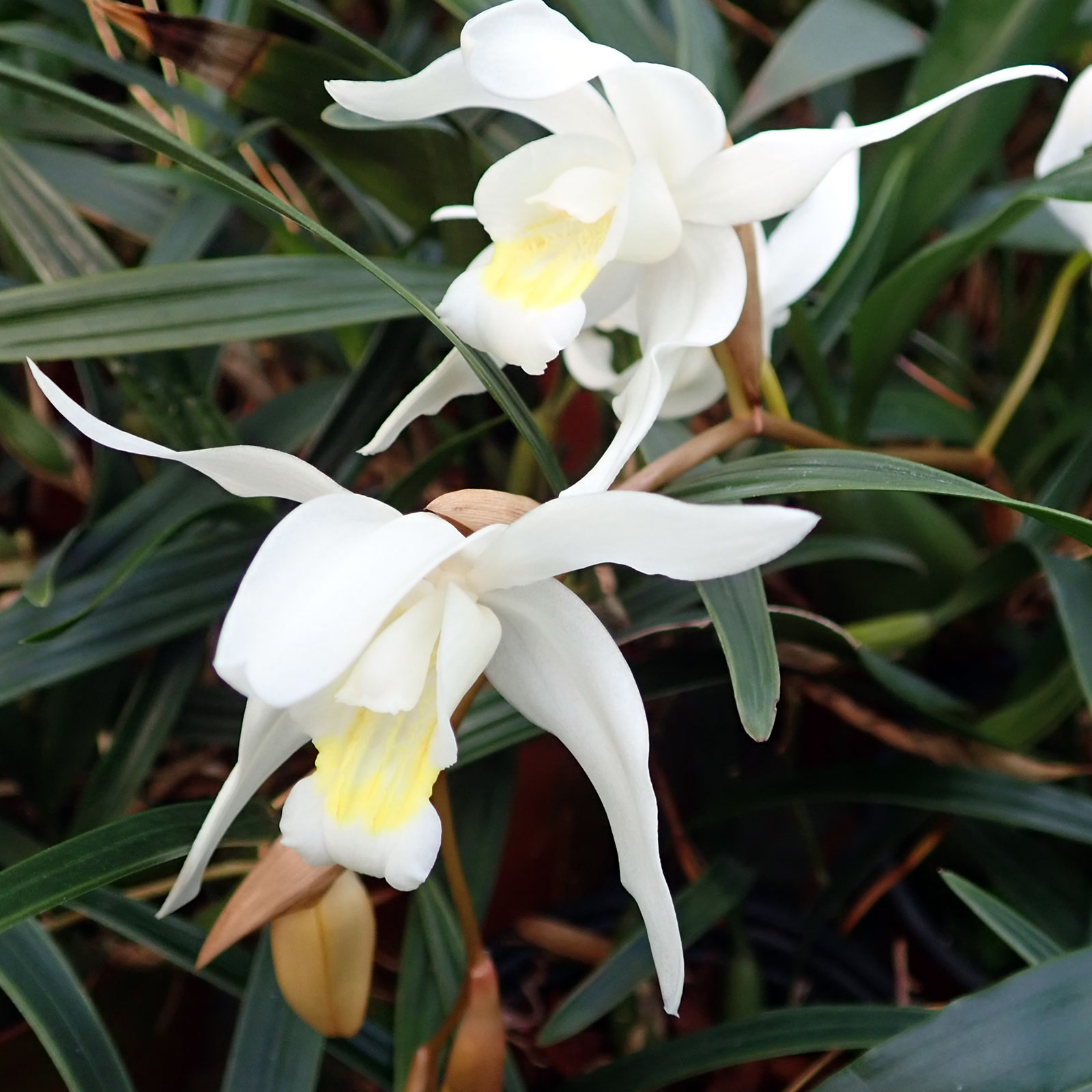 Coelogyne Intermedia