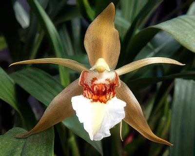 Coelogyne lawrenceana