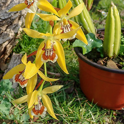 Coelogyne lentiginosa yellow