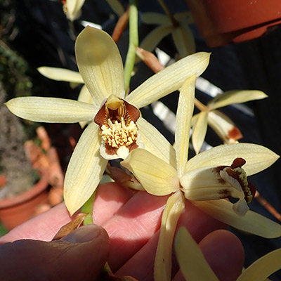 Coelogyne massangeana