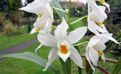 Coelogyne mooreana