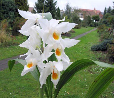 Coelogyne mooreana