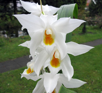 Coelogyne mooreana