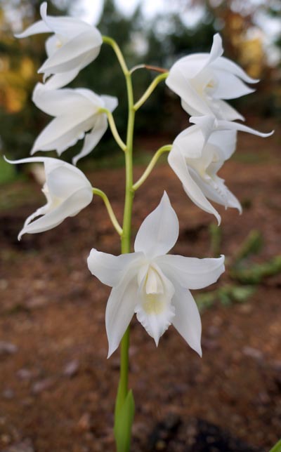 Coelogyne mooreana var. alba