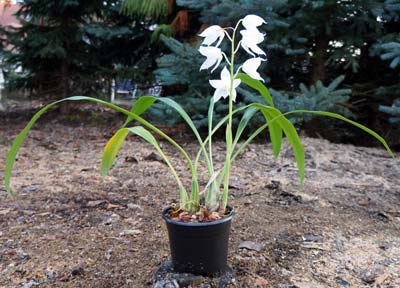 Coelogyne mooreana var. alba