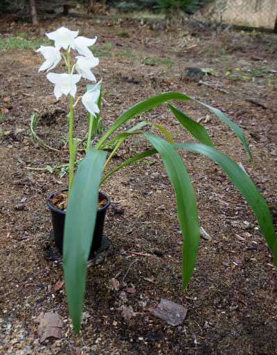 Coelogyne mooreana var. alba