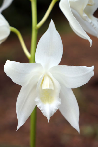 Coelogyne mooreana var. alba