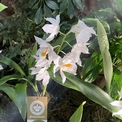 Coelogyne mooreana ,,Westonbirt"