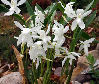 Coelogyne nitida alba(ochracea) candida