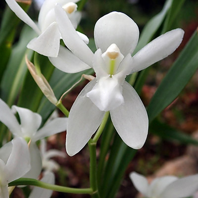 Coelogyne nitida alba(ochracea) candida