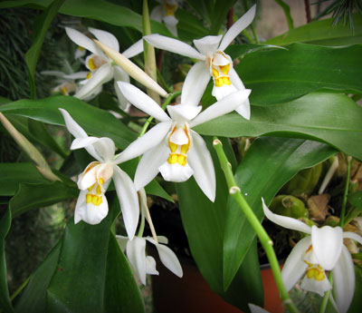 Coelogyne nitida (ochracea)