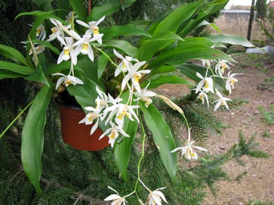 Coelogyne nitida (ochracea)