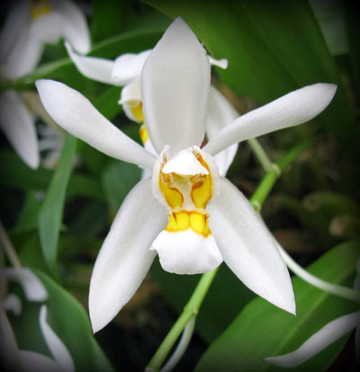 Coelogyne nitida (ochracea)