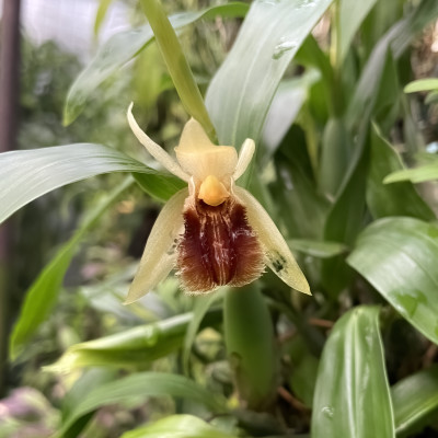 Coelogyne ovalis