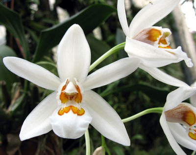 Coelogyne punctulata