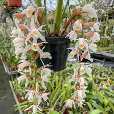 Coelogyne rhabdobulbon