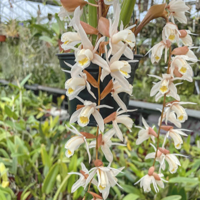 Coelogyne rhabdobulbon