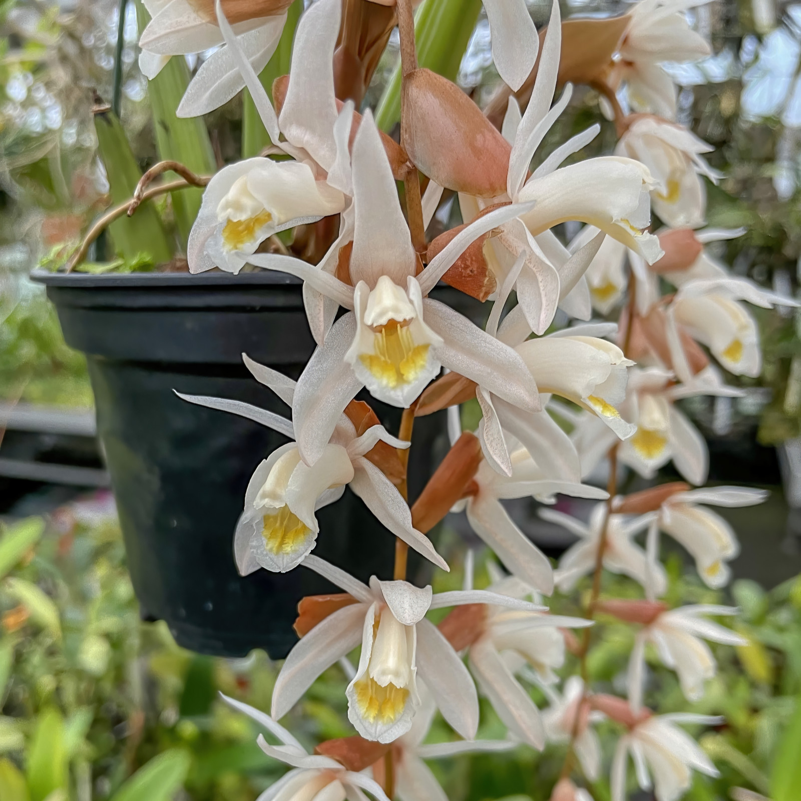 Coelogyne rhabdobulbon