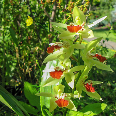 Coelogyne salvaneraniana