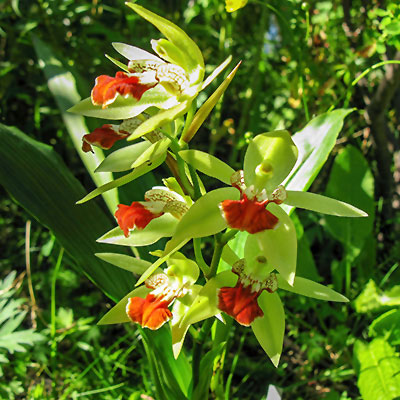 Coelogyne salvaneraniana